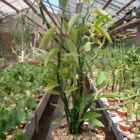 Pedilanthus tithymaloides
