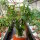 Pedilanthus tithymaloides