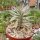 Pedilanthus tithymaloides cv. compacta variegata