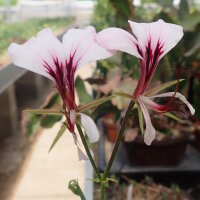 Pelargonium tetragonum