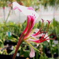 Pelargonium tetragonum