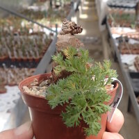 Pelargonium triste