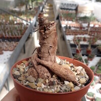 Pelargonium triste