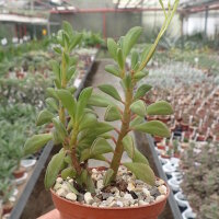 Peperomia dolabriformis