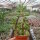 Peperomia dolabriformis