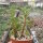 Peperomia dolabriformis