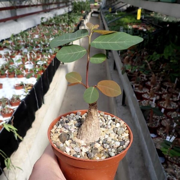 Phyllanthus mirabilis