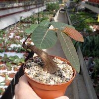 Phyllanthus mirabilis