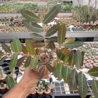 Phyllanthus mirabilis