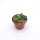 Piaranthus globosus