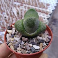 Pleiospilos nelii