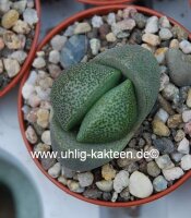 Pleiospilos nelii
