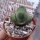 Pleiospilos nelii