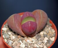 Pleiospilos nelii cv. Royal Flush