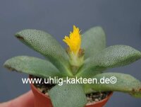 Pleiospilos rouxii