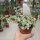 Portulacaria afra cv. variegata