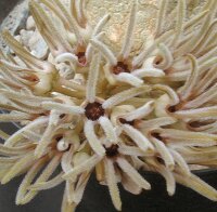Pseudolithos cubiformis
