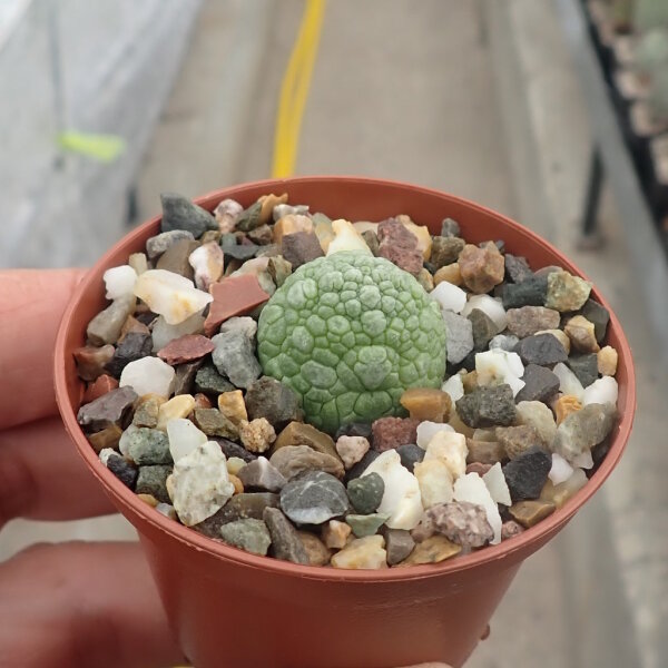 Pseudolithos migiurtinus