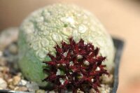 Pseudolithos migiurtinus