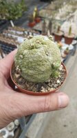 Pseudolithos migiurtinus