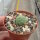 Pseudolithos migiurtinus