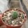 Pseudolithos migiurtinus