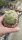 Pseudolithos migiurtinus