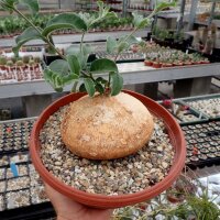 Raphionacme procumbens