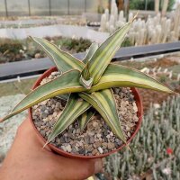 Sansevieria spec. cv. variegata