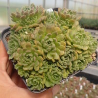 Rosularia pallida (dw)