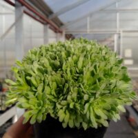Rosularia pallida (dw)