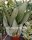 Sansevieria Moon Glow