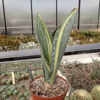 Sansevieria masoniana cv. variegata
