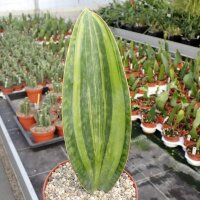 Sansevieria masoniana cv. variegata