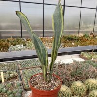 Sansevieria masoniana cv. variegata