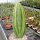 Sansevieria masoniana cv. variegata
