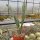 Sansevieria masoniana cv. variegata