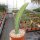 Sansevieria masoniana cv. variegata