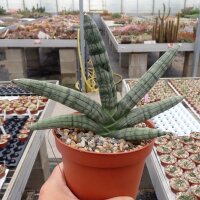 Sansevieria cylindrica cv. Boncellensis