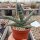 Sansevieria cylindrica cv. Boncellensis