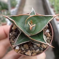 Sansevieria pinguicula