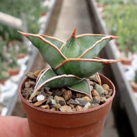 Sansevieria pinguicula