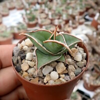 Sansevieria pinguicula