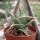 Sansevieria pinguicula
