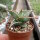 Sansevieria pinguicula