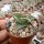 Sansevieria pinguicula