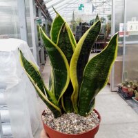 Sansevieria trifasciata cv. Laurentii