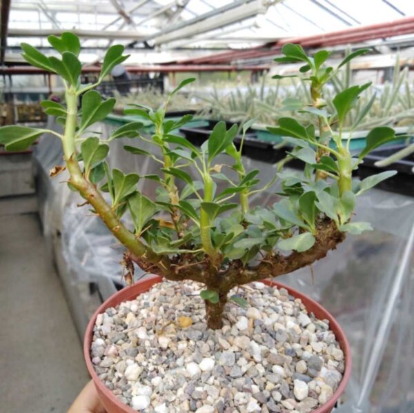 Sarcocaulon vanderietiae