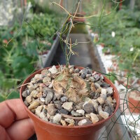 Schizobasis intricata