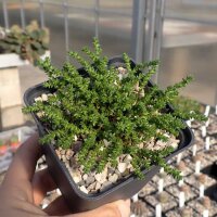 Sedum acre (dw)